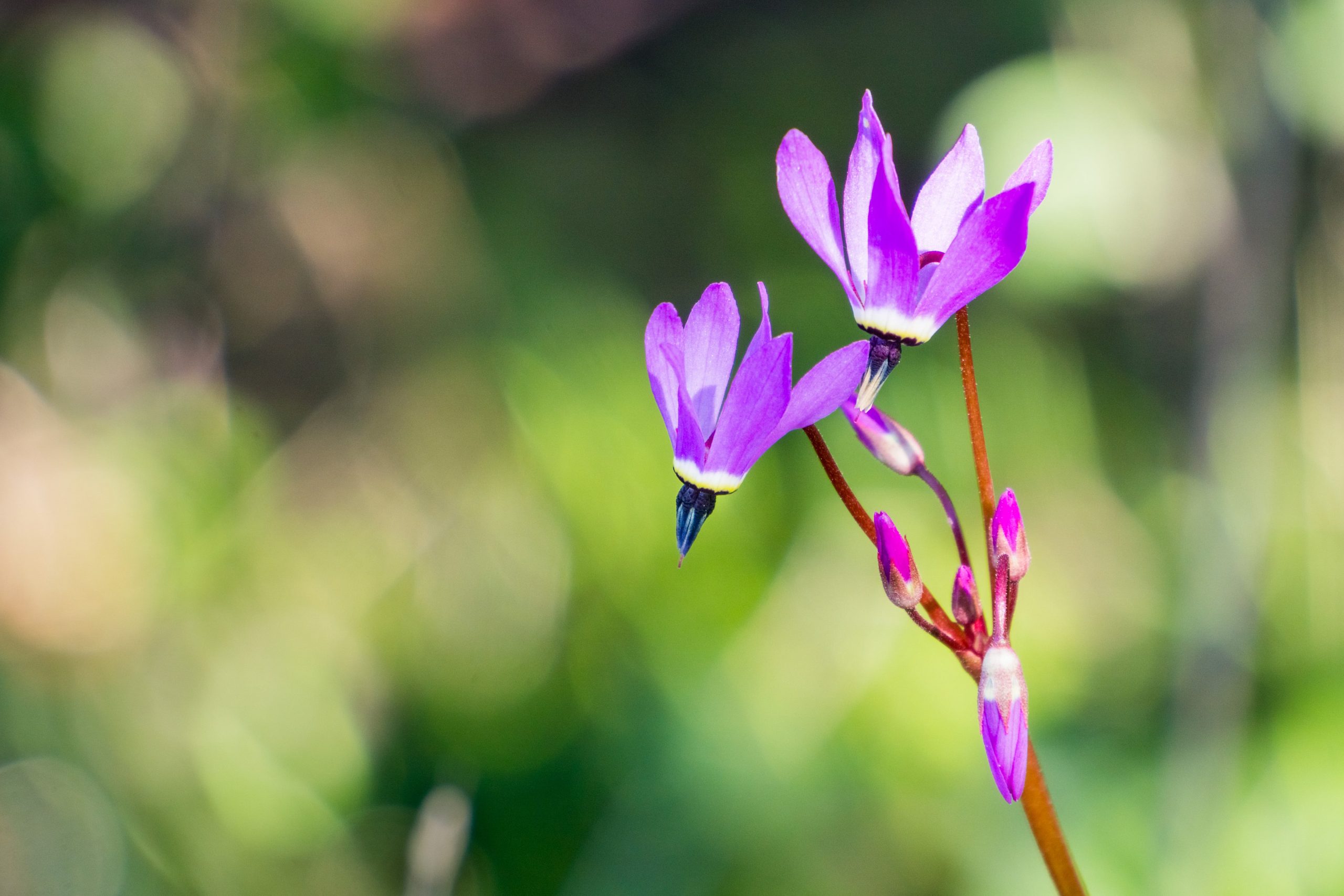 Different Mosquito Repellent Plants for Your Home