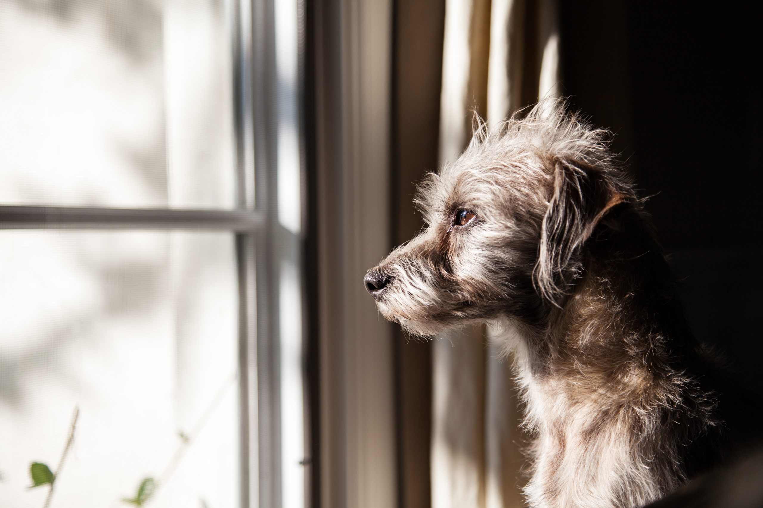 Overcoming Behavioral Issues: Training Classes For Dogs With Aggression Or Anxiety